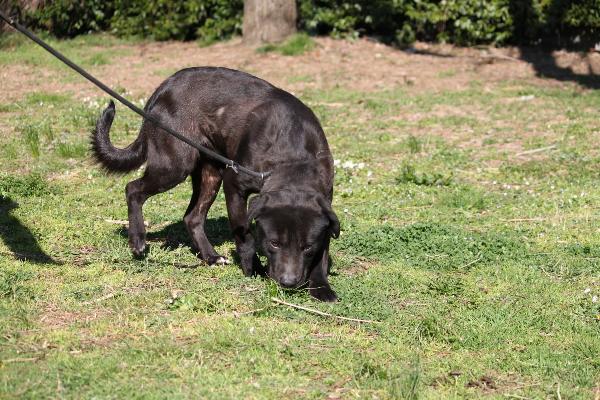 KENNIE, GIOVANE CANETTO, DERIVATO MOLOSSO, TAGLIA MEDIA, AFFETTUOSO, COMPATIBILE CON ALTRI CANI, BRAVO AL GUINZAGLIO Foto 3